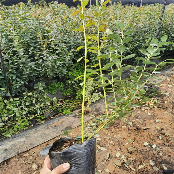 藍莓樹(shù)小苗圖片