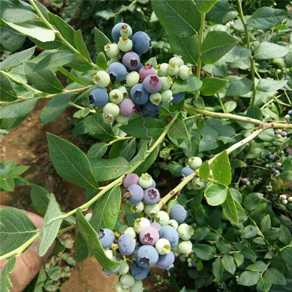 藍莓樹(shù)圖片
