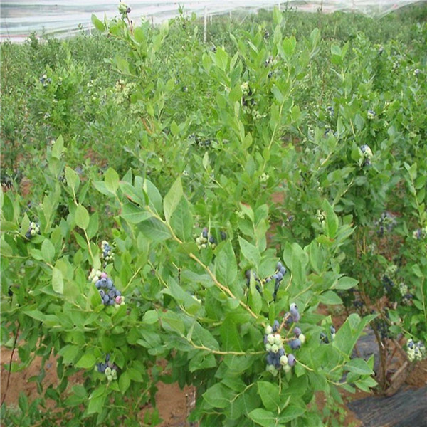 藍莓樹(shù)圖片