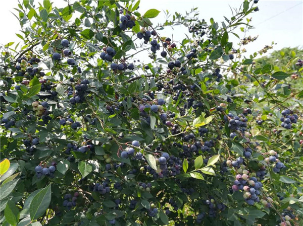 藍莓樹(shù)圖片