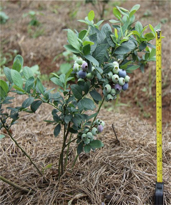 藍莓樹(shù)圖片