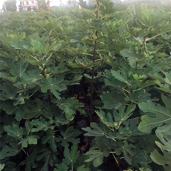無(wú)花果樹(shù)圖片