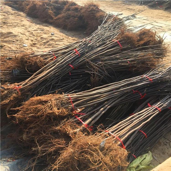 無(wú)花果樹(shù)圖片