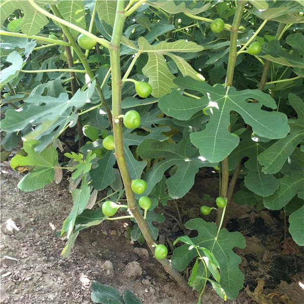 無(wú)花果樹(shù)圖片