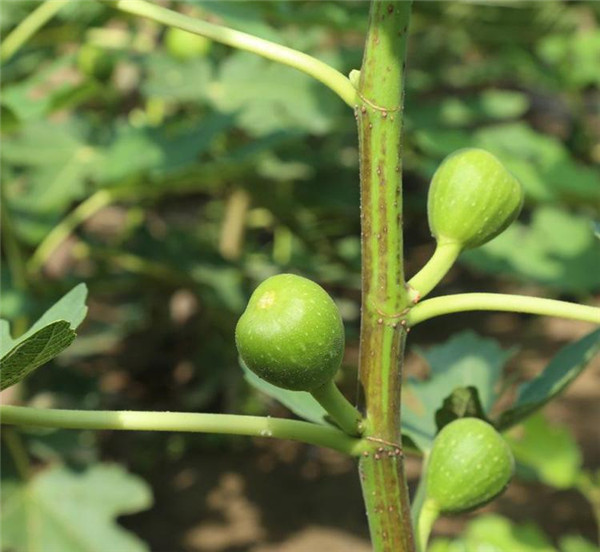 無(wú)花果樹(shù)圖片