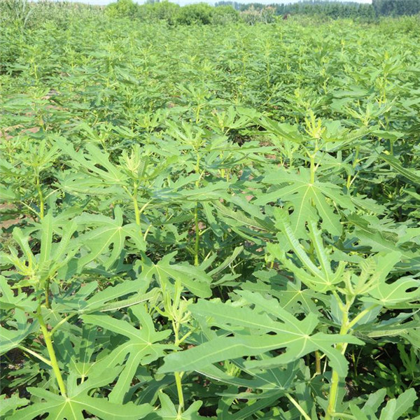 無(wú)花果樹(shù)圖片