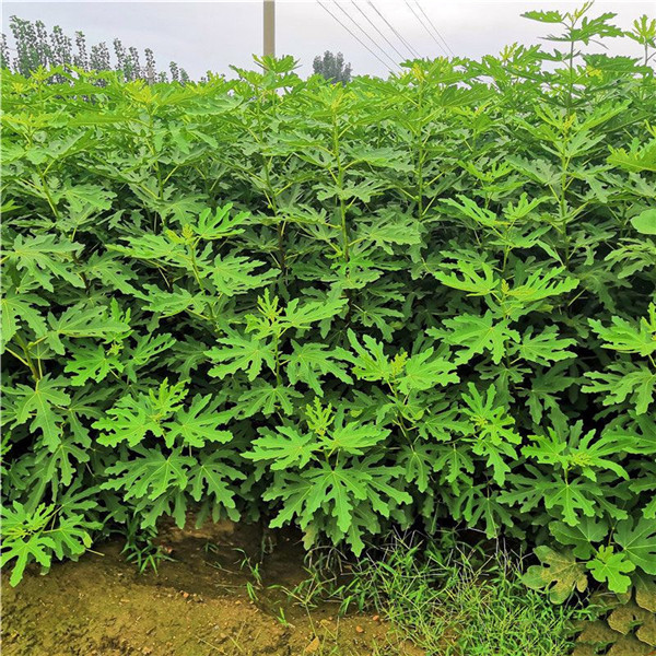 無(wú)花果樹(shù)圖片