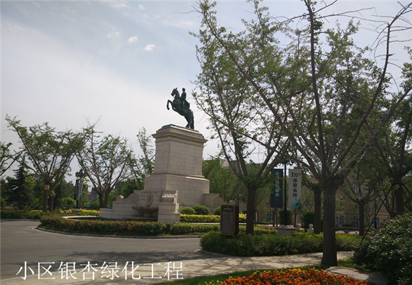 嫁接銀杏樹(shù)基地實(shí)拍圖片