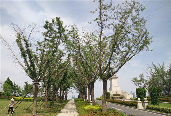 嫁接銀杏樹(shù)基地實(shí)拍圖片
