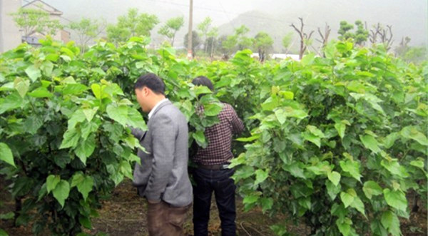 桑樹(shù)基地實(shí)拍圖